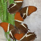 Vlinder in stolp 61
