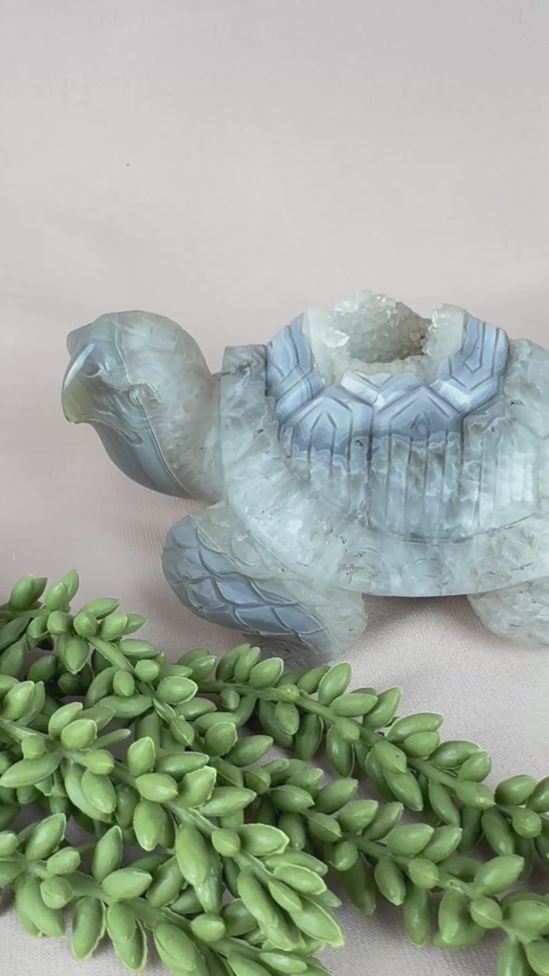 Xxl schildpad agaat