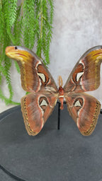 Atlas Vlinder in stolp