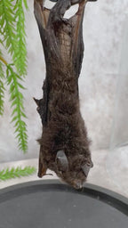 Vleermuis in stolp 60